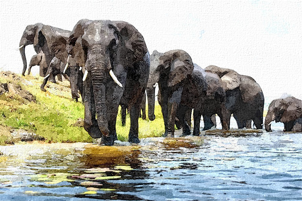 Elephants Herd - Acrylic On Canvas by Junaid Umar