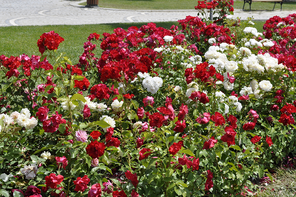 Beautiful Flowers in Istambul