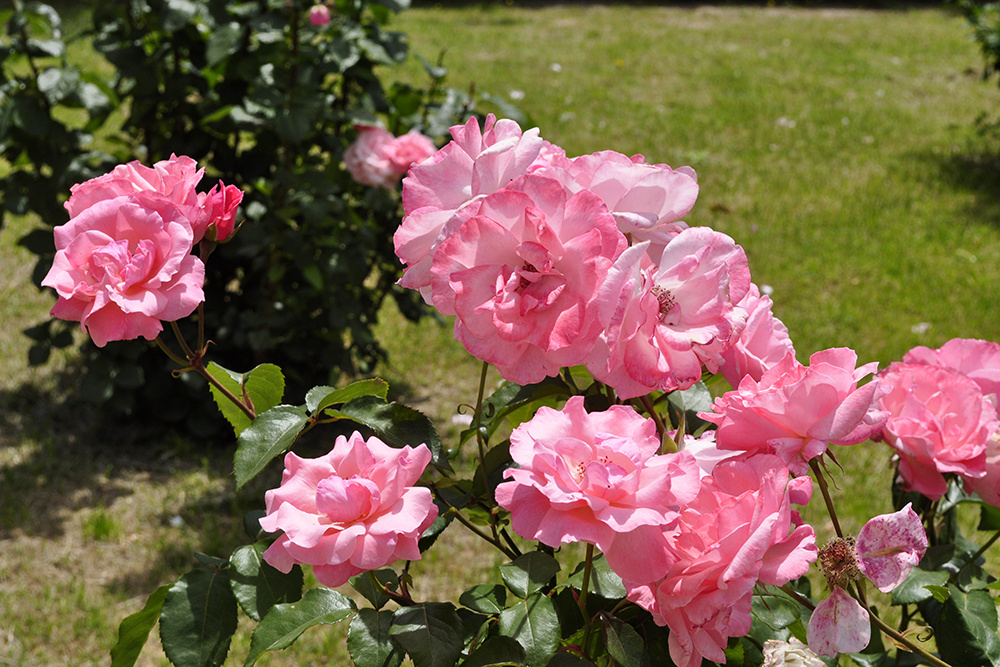 Turkish Pink Roses