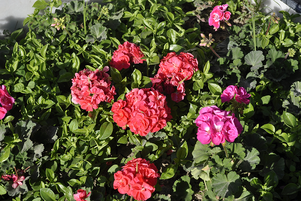 Turkish Rose Garden