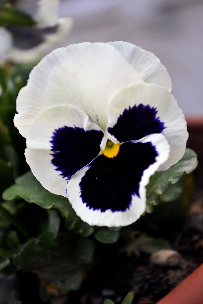 Purple Pansy Flower