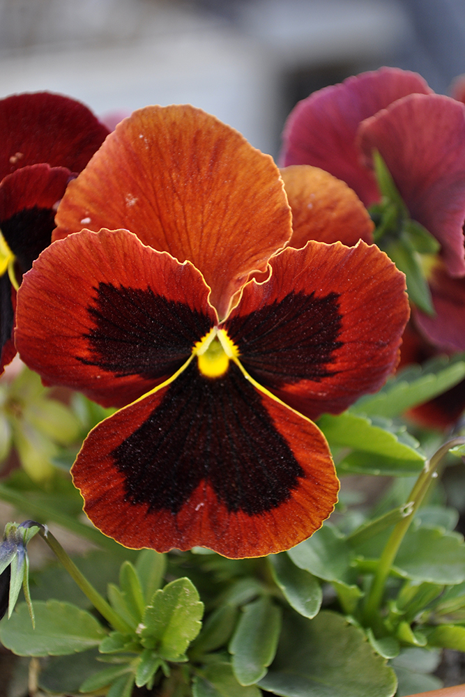 Orange Pansy Flower