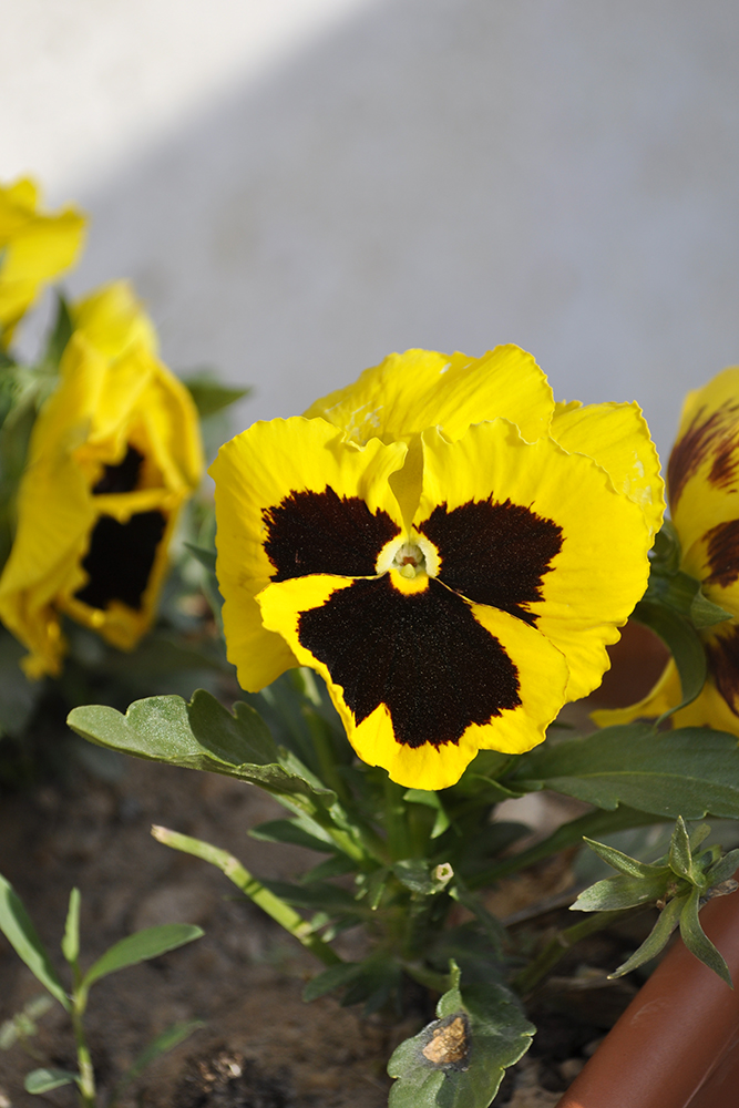 Yellow Pansy Flower