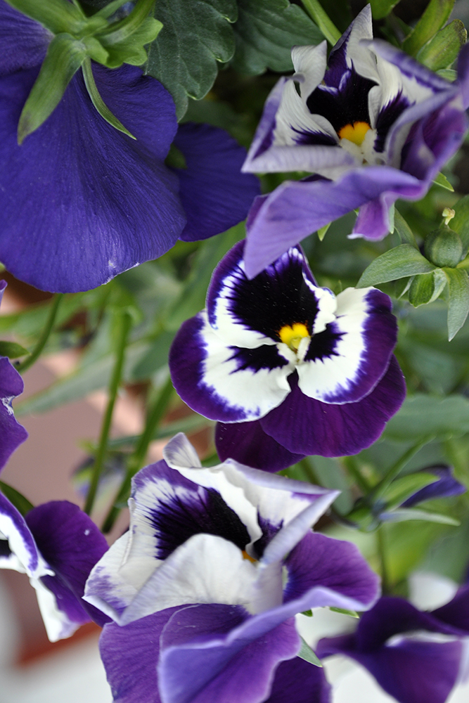 Pansy Flower